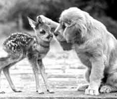 Puppy and fawn, photo from onemillionactsofkindess.com